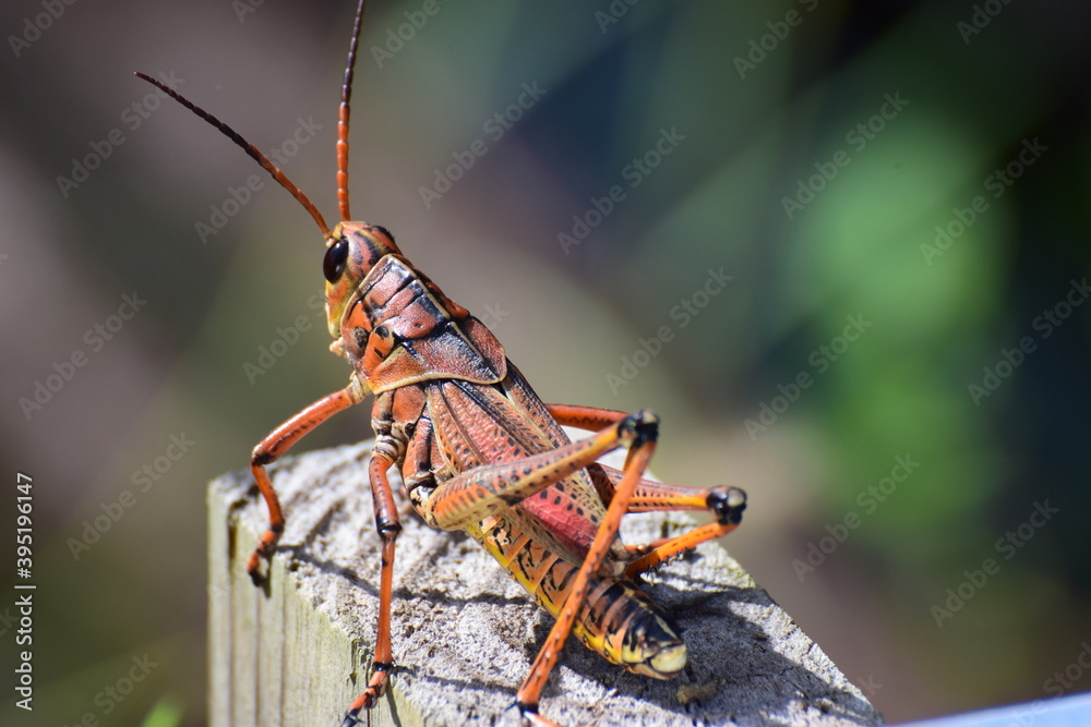 grasshopper