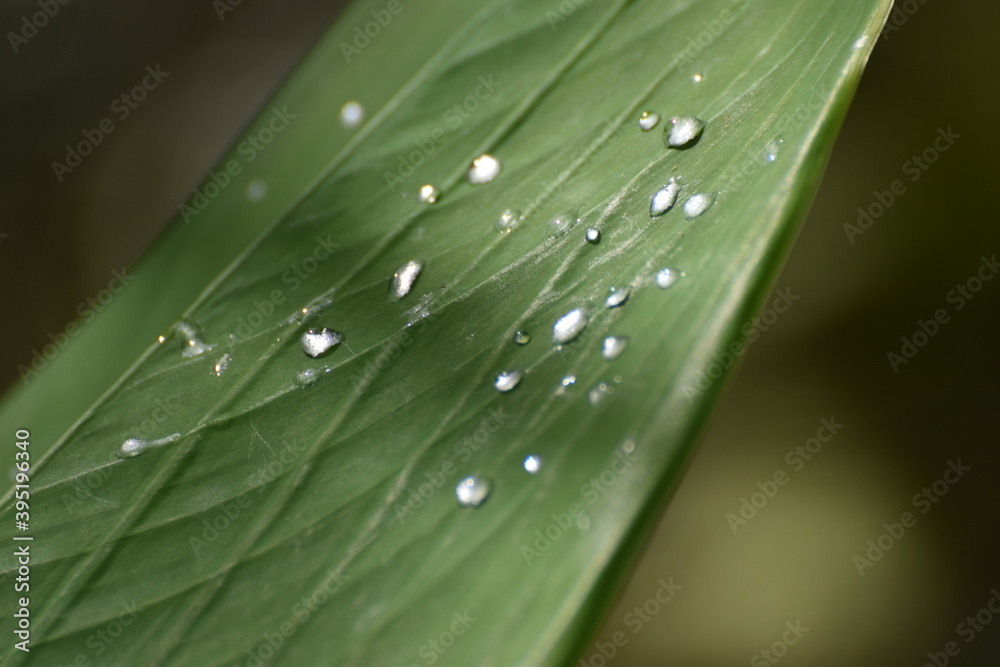 leaf