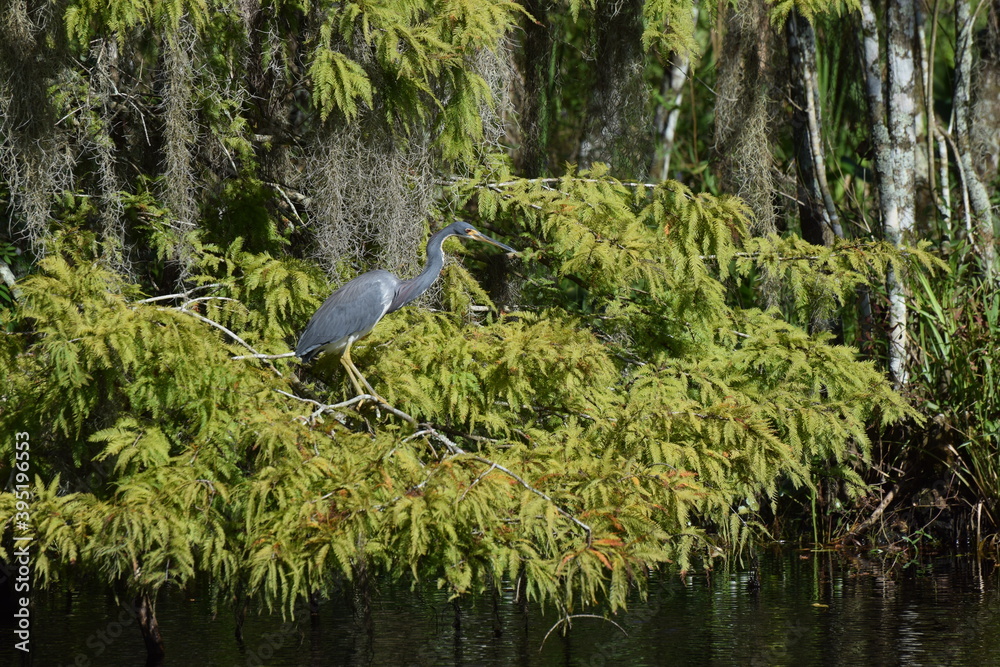 Heron