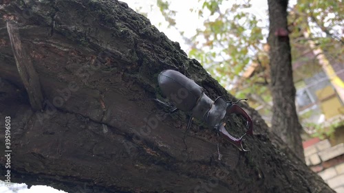 The Stag Beetle (Lucanus Cervus, Deer Beetle) crawls down the tree trunk, clinging to the bark with its paws photo