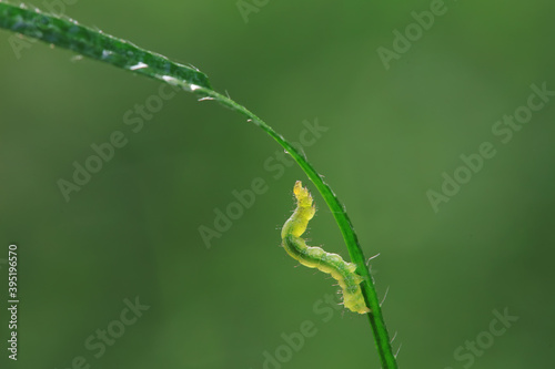 Moth larvae are on plant leaves © zhang yongxin