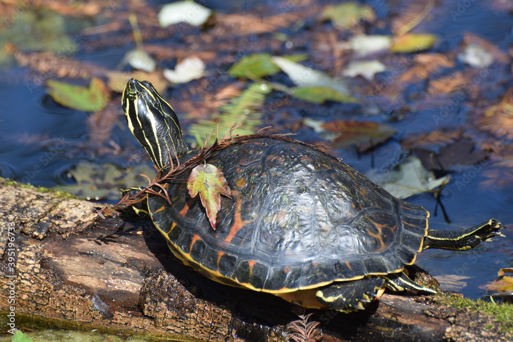 painted turtle