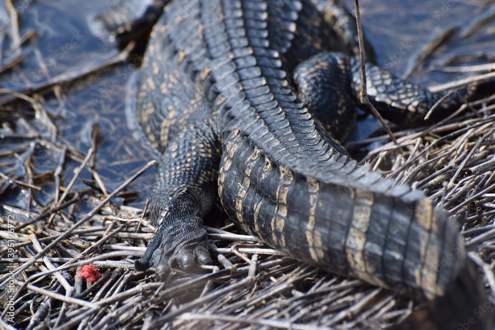 alligator foot