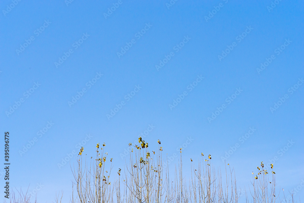 Obraz premium a poplar tree with few leaves and a clear blue early winter sky background.