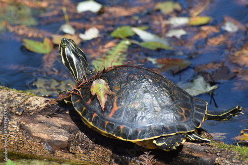 Obraz na płótnie painted turtle w salonie