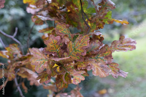 Wallpaper Mural oak leaves in autumn, deciduous tree,


 Torontodigital.ca