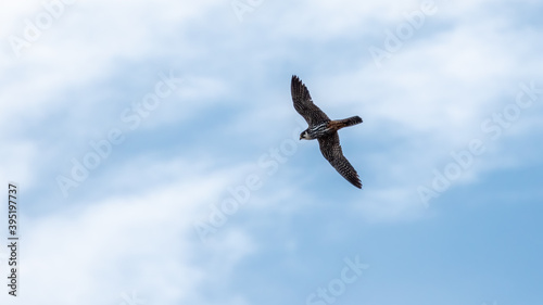 Predatory bird Eurasian Hobby or Falco subbuteo flies in blue sky