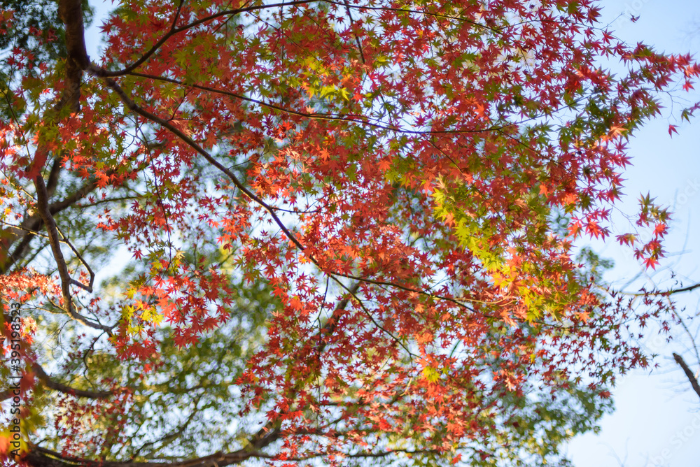 秋の紅葉 秋の紅葉