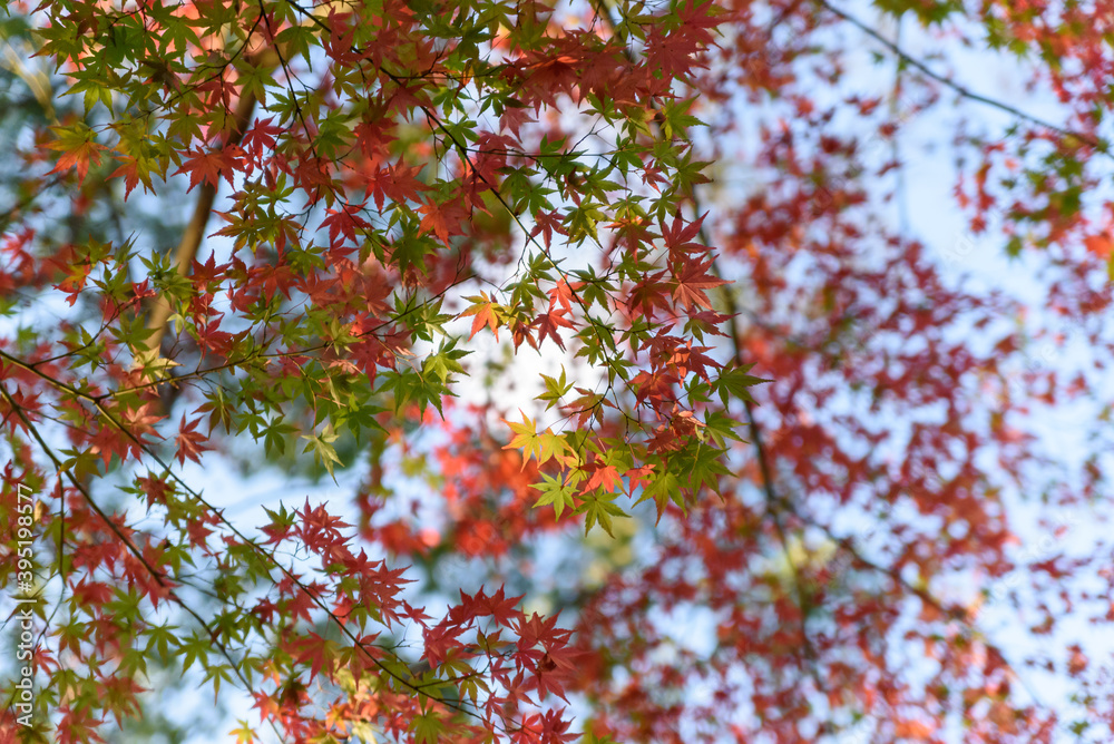 秋の紅葉 秋の紅葉
