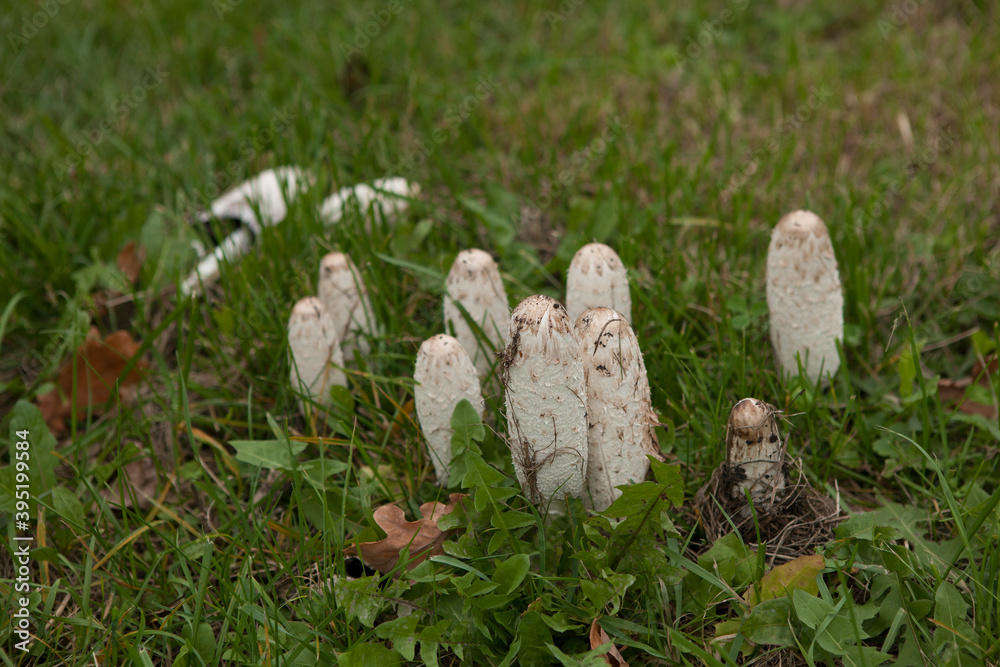 Coprinus somatus mushroom or shaggy mane in city park Coprinus somatus mushroom or shaggy mane in city park