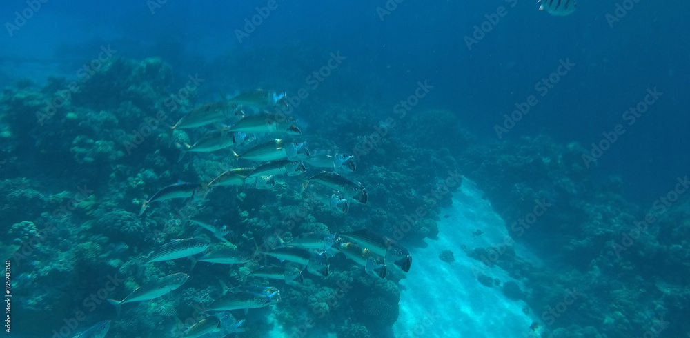 Tropical coral reef. Ecosystem and environment. Egypt. Near Sharm El Sheikh