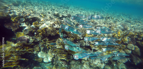 Tropical coral reef. Ecosystem and environment. Egypt. Near Sharm El Sheikh