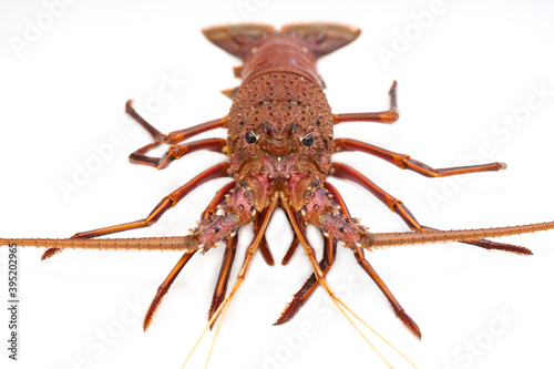 Macro picture of frashy uncooked Australian spiny lobster eyes with isolated white background  photo