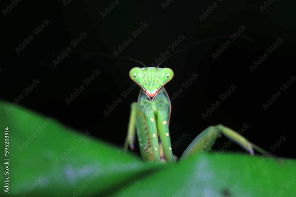 Mantis lives on weeds in the North China Plain Mantis lives on weeds in the North China Plain