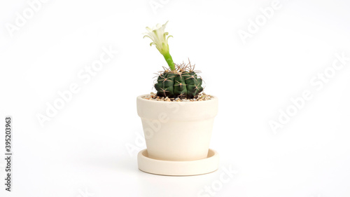 Cactus has a flower in a pot on a white background. © supaleka