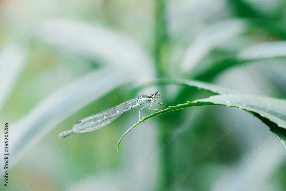 Dragonfly arrow green sitting on a leaf of grass Dragonfly arrow green sitting on a leaf of grass