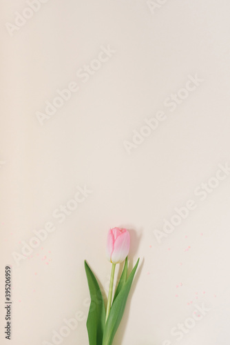 Fototapeta Naklejka Na Ścianę i Meble -  Tenderness Pink tulip. Spring card or background with space for text. Top view. Copy space. Mothers day