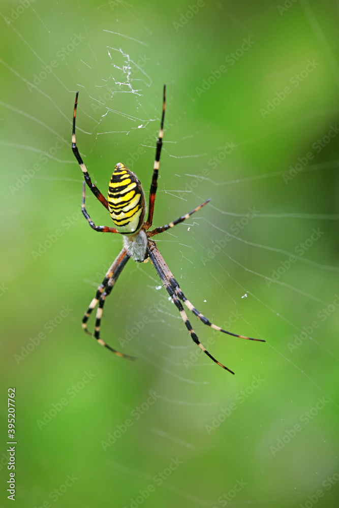 Spiders on wild plants, North China Spiders on wild plants, North China