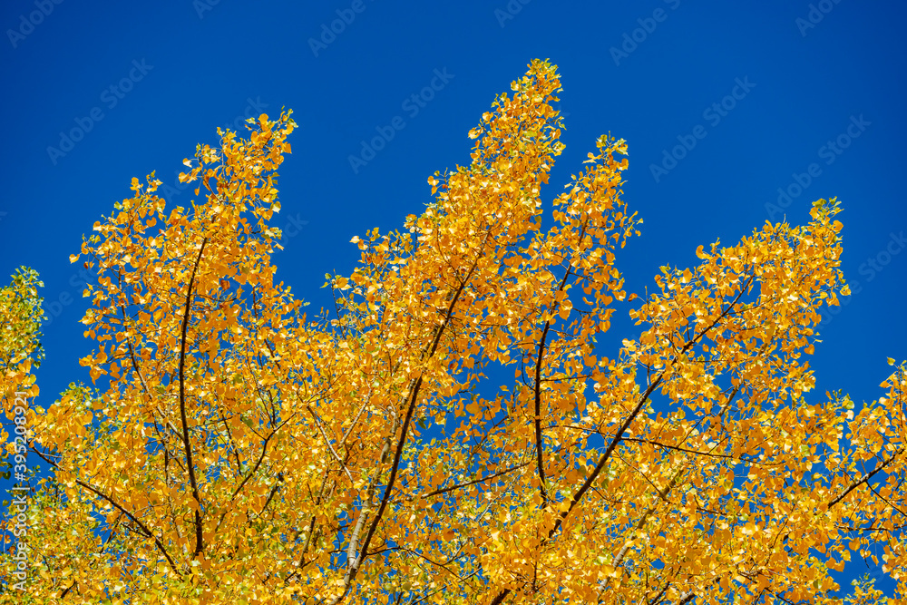 Fototapeta premium Poplar tree leaves in the autumn