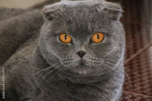 Big cat of British breed. Short-haired animal with yellow eyes. © Olha