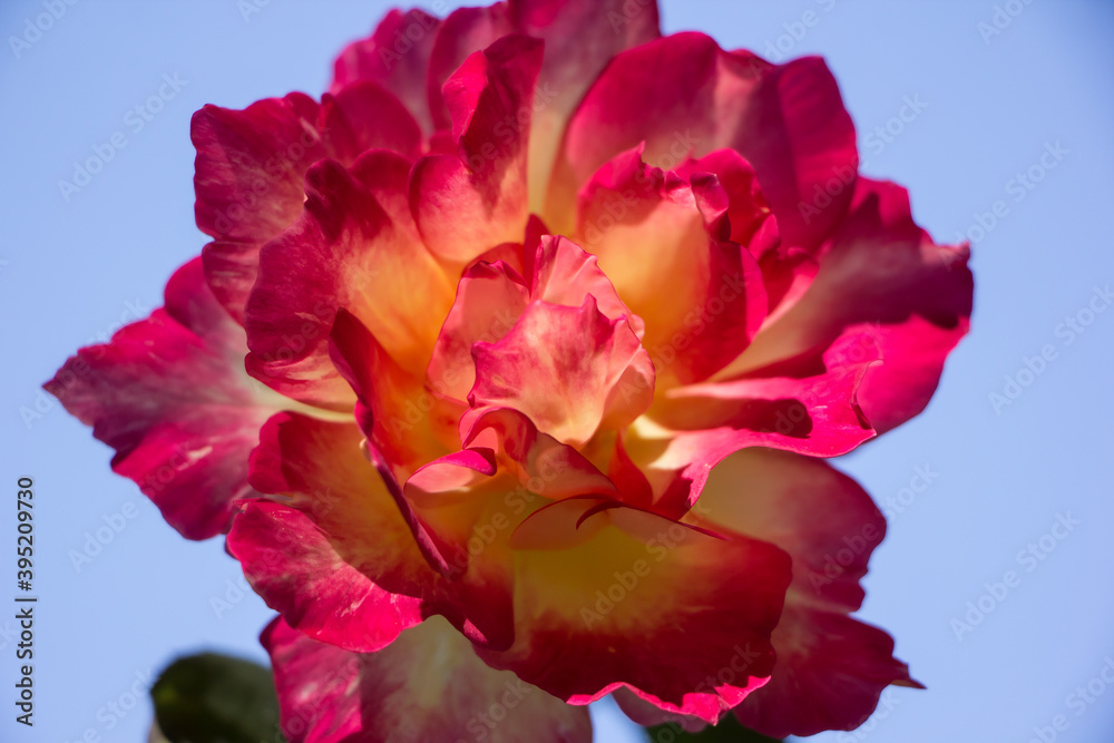 Yellow mix pink rose flower Yellow mix pink rose flower