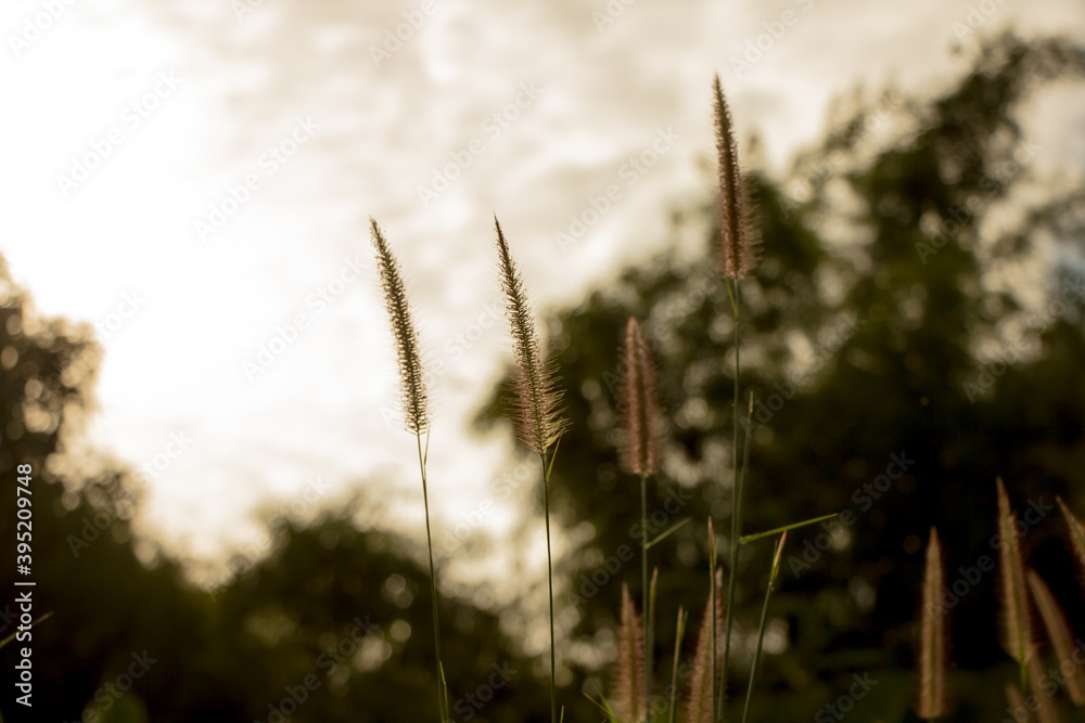 Obraz premium Yellow grass flower
