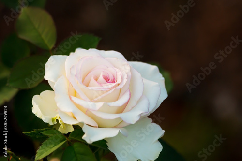white rose on Blurred background