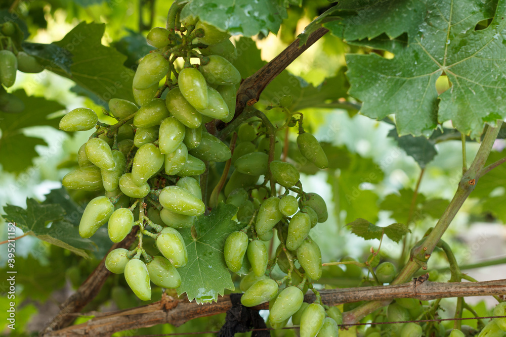 Bunch of unripe white grapes on a bush