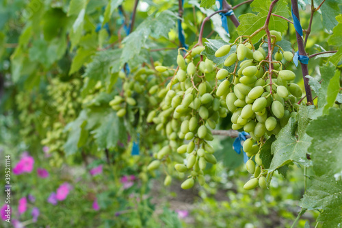 Unripe, young wine grapes in summer vineyard.