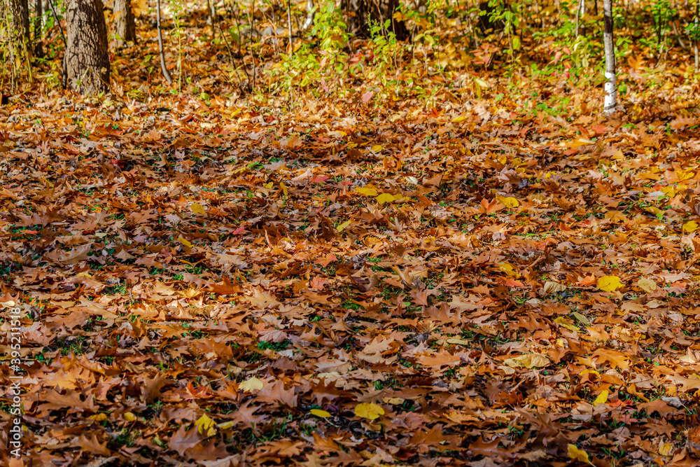 Autumn colors in the park 