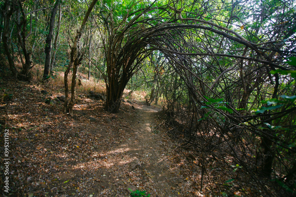 Fototapeta premium path in the forest