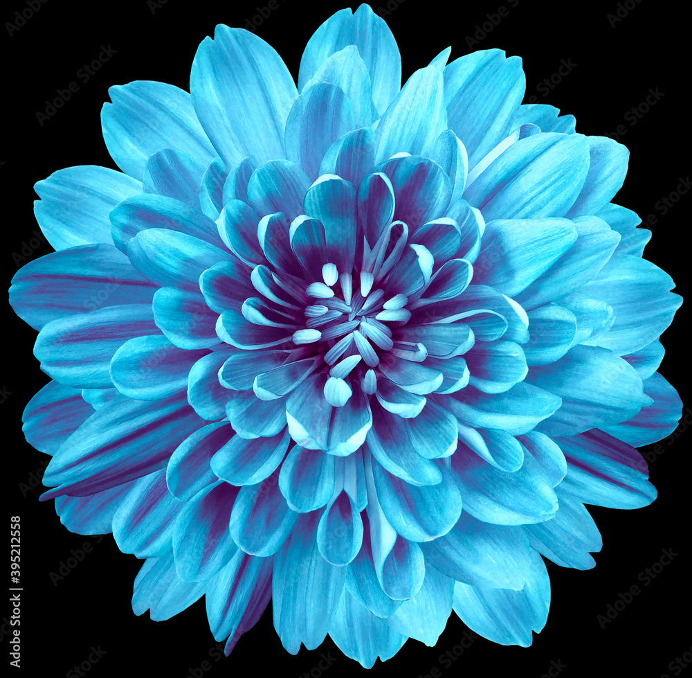 flower turquoise chrysanthemum.  Flower isolated on the black background. No shadows with clipping path. Close-up. Nature.