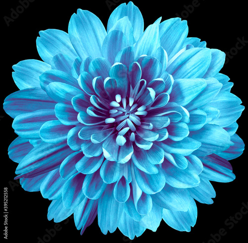 flower turquoise chrysanthemum.  Flower isolated on the black background. No shadows with clipping path. Close-up. Nature. © nadezhda F