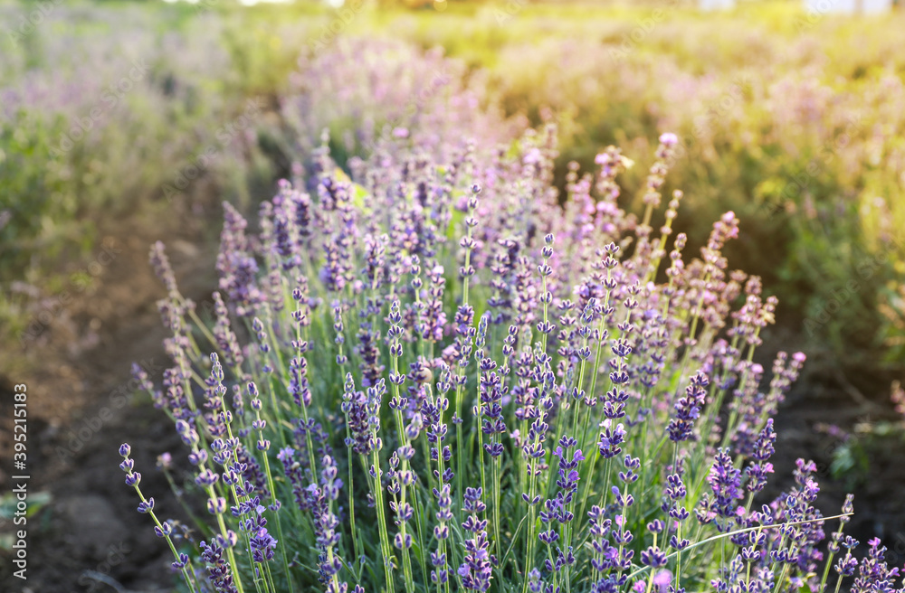 Fototapeta premium Beautiful lavender field on summer day, closeup