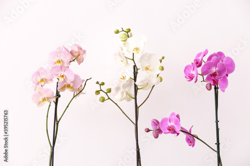 Beautiful orchid flowers on light background © Pixel-Shot