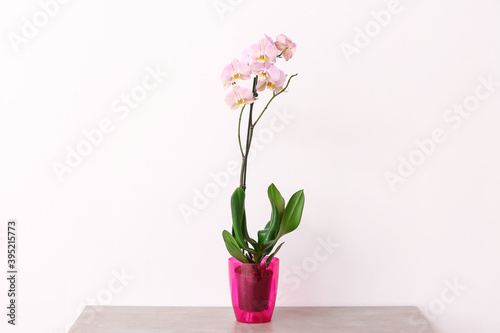 Beautiful orchid plant on table against light background