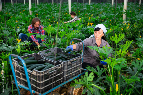 positive adult people collecting marrows in their plantation. High quality photo photo