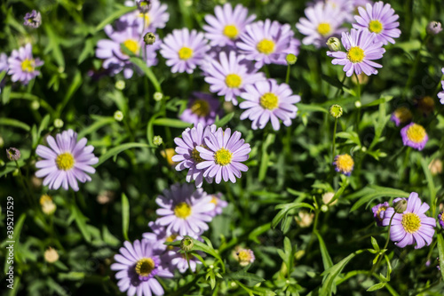 Fototapeta Naklejka Na Ścianę i Meble -  Violet Aster flowers bloom in the garden