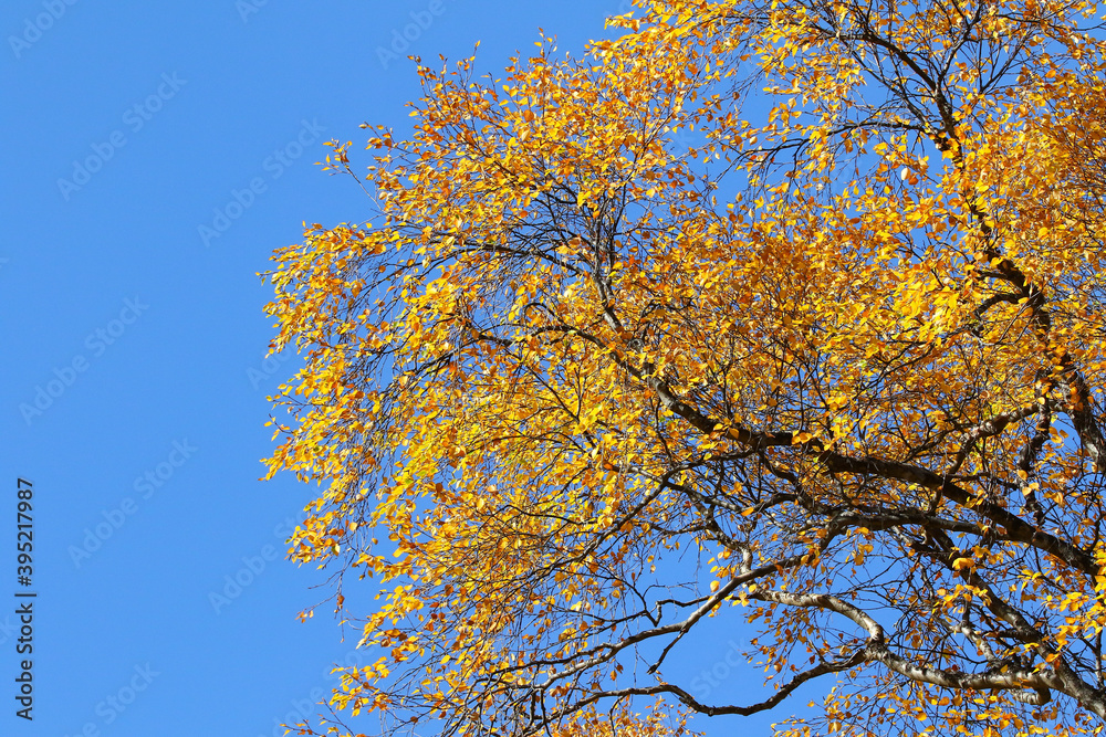 autumn foliage on trees autumn foliage on trees