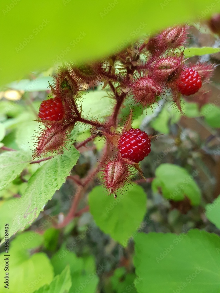 Japanische Weinbeere Rubus phoenicolasius, Frucht Japanische Weinbeere Rubus phoenicolasius, Frucht