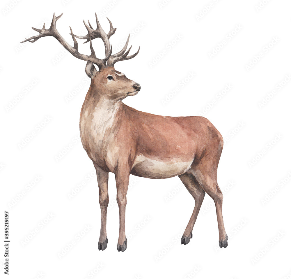 Obraz zwierzę szkic piękny czerwony jeleń z dużymi rogami 1 mieszkaniec lasu zima i nowy rok motyw akwarela rysunek