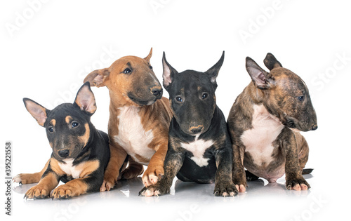 puppies Miniature Bull Terrier