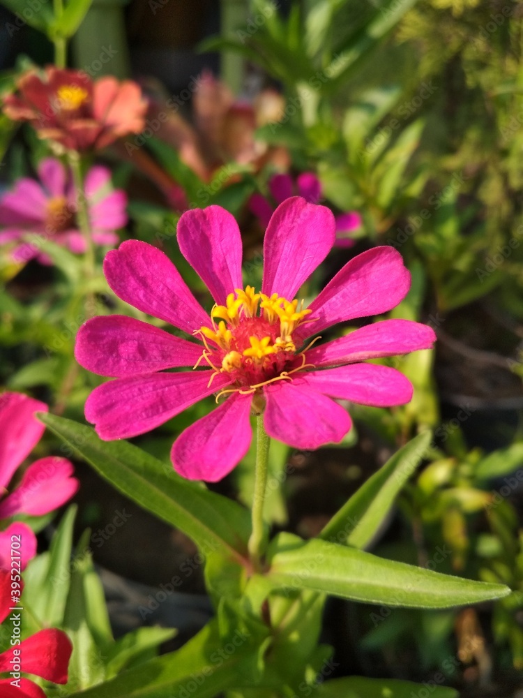 Obraz premium flower