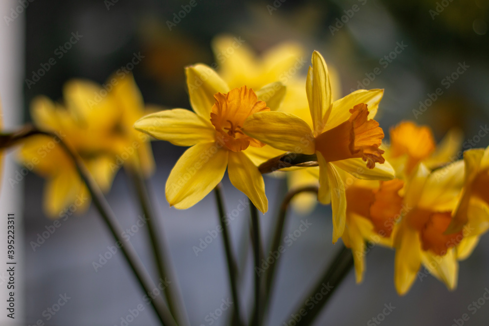Fototapeta premium yellow lily flower