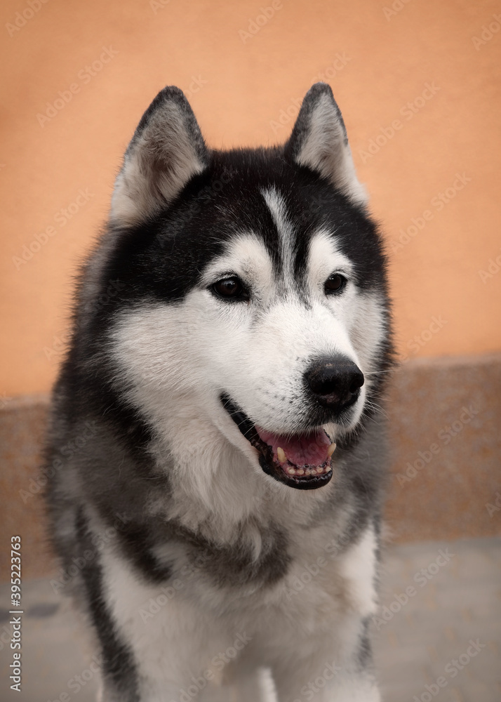 A portrait of an old Siberian Husky dog. The black and white male with brown eyes is sitting. He looks playful and attentive. An orange and brown wall is in the background.
