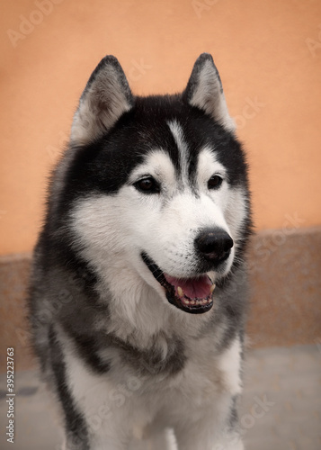 A portrait of an old Siberian Husky dog. The black and white male with brown eyes is sitting. He looks playful and attentive. An orange and brown wall is in the background.