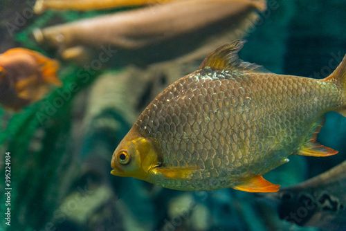 schwanenfeldi fish or Bream barbus in aquarium. Wildlife animal