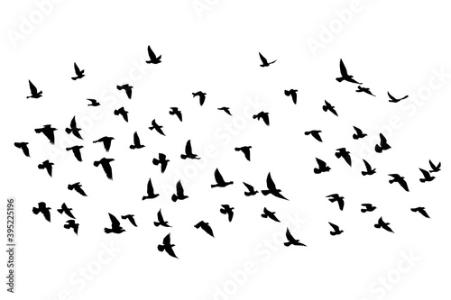 Flying birds silhouettes on isolated background. Vector illustration. isolated bird flying. tattoo and wallpaper background design. sky and cloud with fly bird. color shade palette. © SeemaLotion