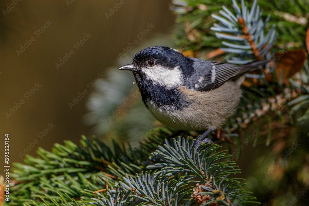 Naklejka premium Tannenmeise (Periparus ater)