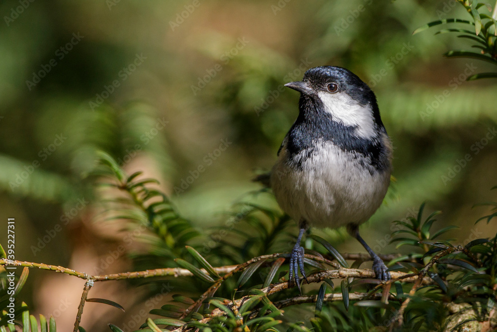 Fototapeta premium Tannenmeise (Periparus ater)